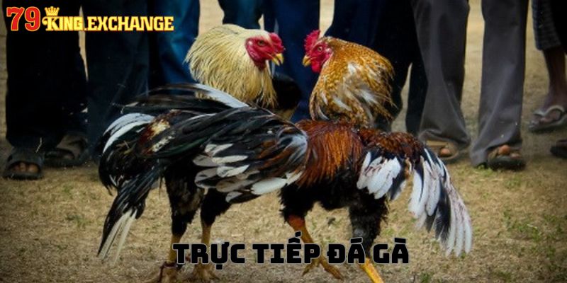 79king - Điểm đến theo dõi trực tiếp đá gà gây cấn