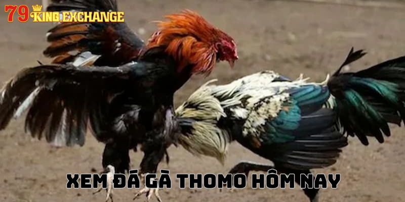 Cách bước xem và cược đá gà Thomo hôm nay đơn giản