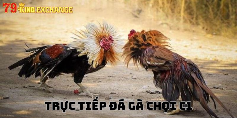 Tìm hiểu về trang xem đá gà chọi C1 trực tiếp